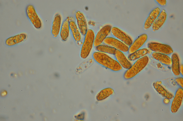 Coriolopsis gallica